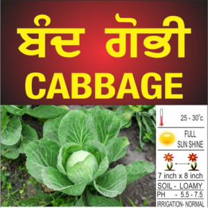 Cabbage