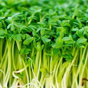 Cress  Common