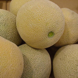 Musk Melon