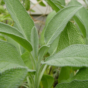 Sage