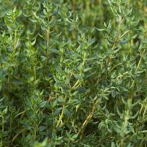 Thyme