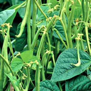 Beans