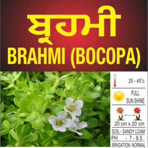 Brahmi