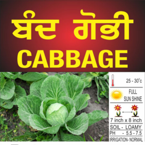 Chinese Cabbage