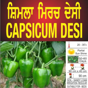 Capsicum Green
