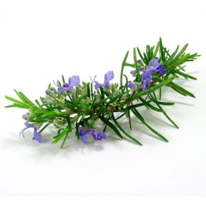 Chives