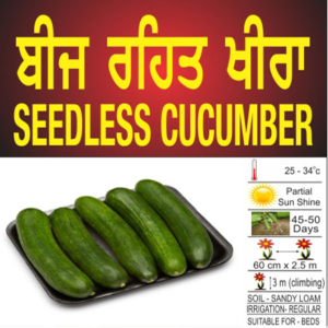 seedless cucumber