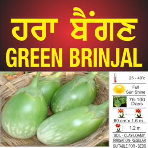 Brinjal Plant