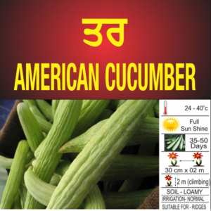 American Cucumber (Tar)