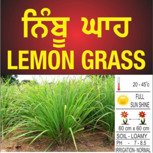 Lemon Grass