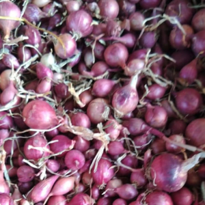 Onion (cormlet)