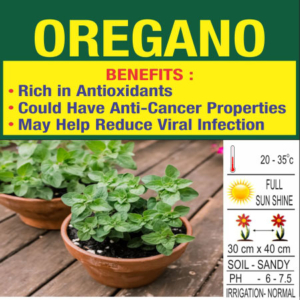 Oregano