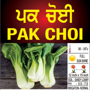 Pakchoi