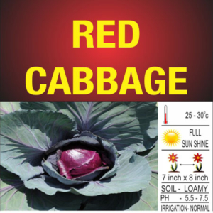Red Cabbage