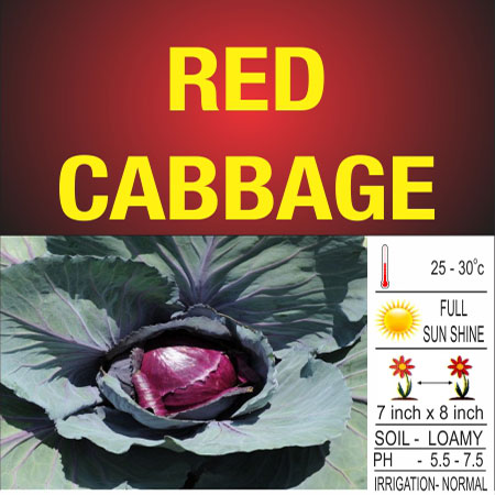 Red Cabbage