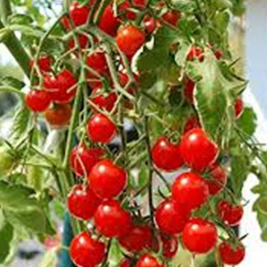 Cherry Tomato