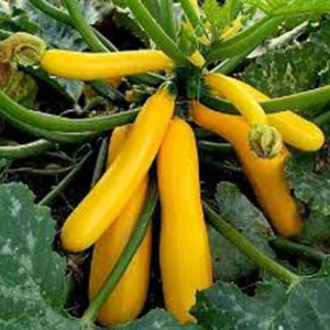 Zucchini yellow
