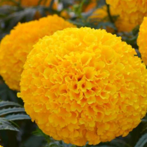 African Marigold Orange
