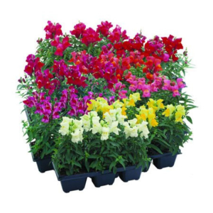 Antirrhinum F1 Dwarf