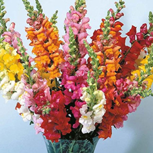 Antirrhinum Hybrids