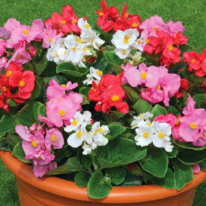 Begonia Dwarf Mix
