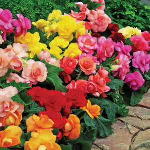 Begonia
