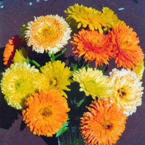 Calendula Dwarf F1