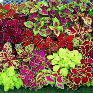 Coleus