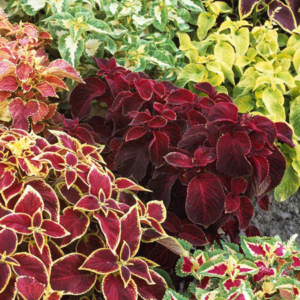 Coleus Wizard Mix
