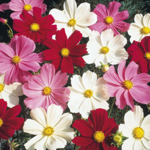 Cosmos