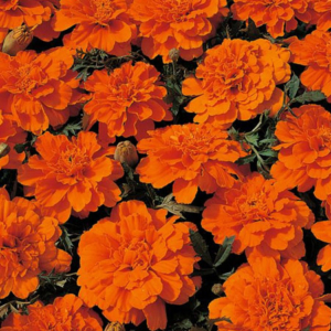 French marigold orange