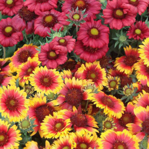 Gaillardia