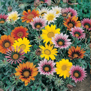 Gazania F1 Dwarf