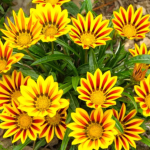 Gazania Hybrid Mix