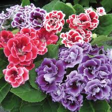Geranium F1 Hybrid