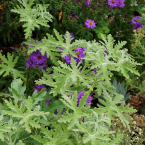 Geranium