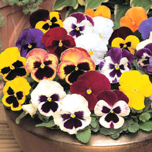 Pansy F1 Hybrid