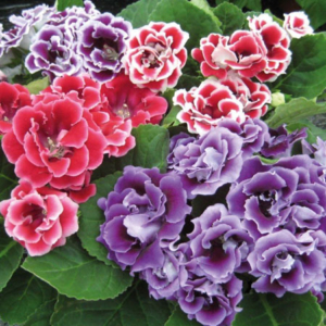 Petunia F1 Hybrid