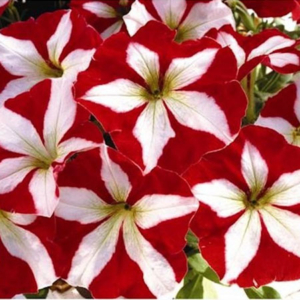 Petunia Red Star