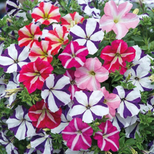 Petunia Blue Star