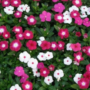 Vinca