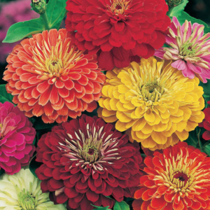 Zinnia