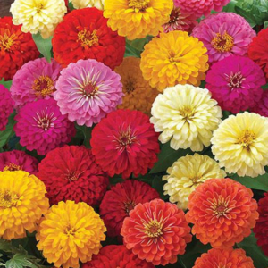 Zinnia dreamland mix