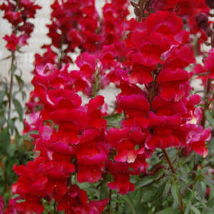 Antirrhinum Red