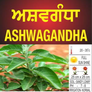 Ashwagandha