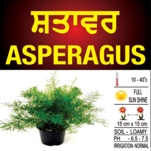 Asparagus