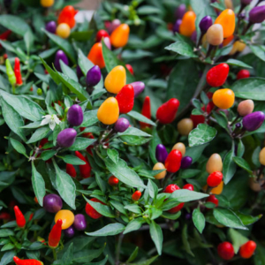 Ornamental chilly