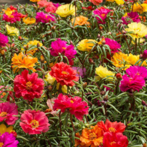 Portulaca