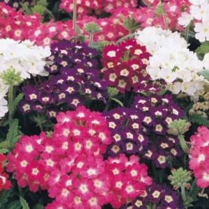 Verbena hybrids