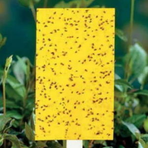 Yellow  Sticky  Charts : WhiteFly , Thrips  Set of 5